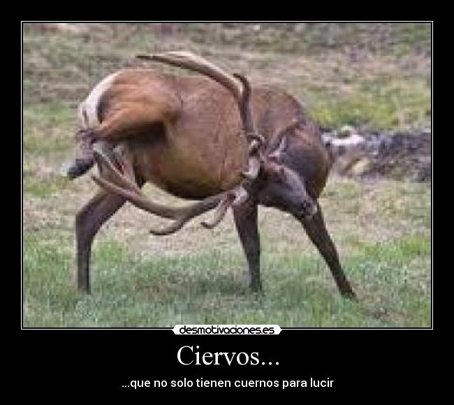 Ciervos... - 