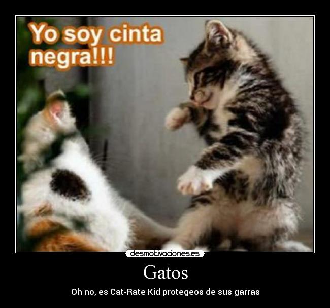 Gatos -