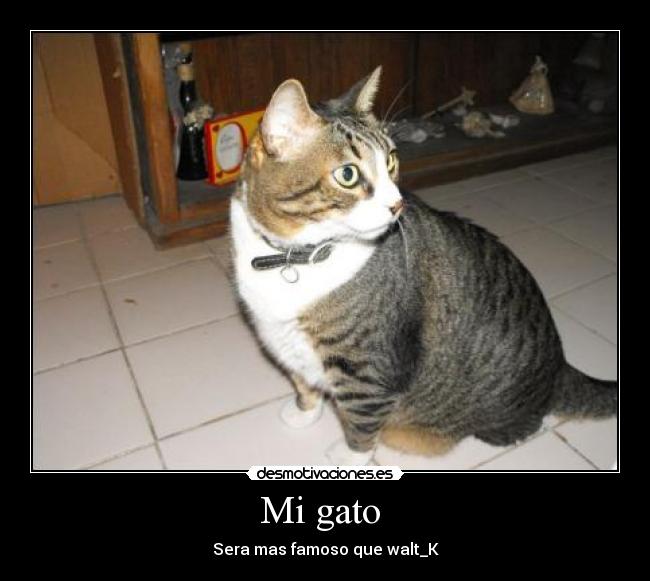 Mi gato  - Sera mas famoso que walt_K