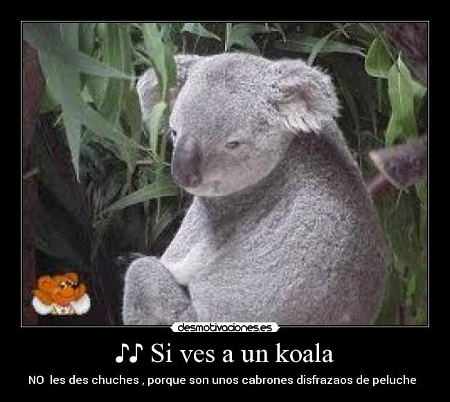 ♪♪ Si ves a un koala - 