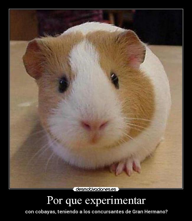 Por que experimentar - 