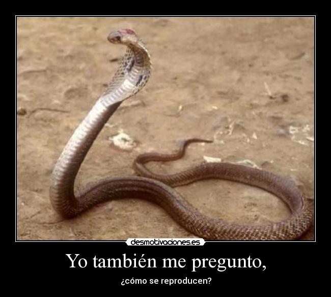 Yo también me pregunto, -