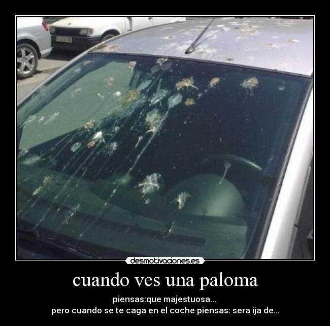 cuando ves una paloma -