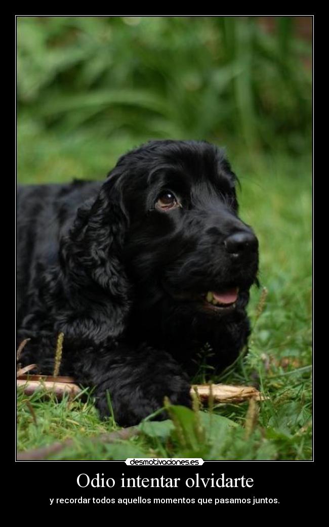 Odio intentar olvidarte - 