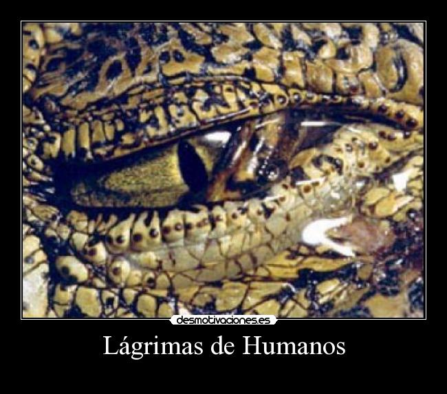 Lágrimas de Humanos - 