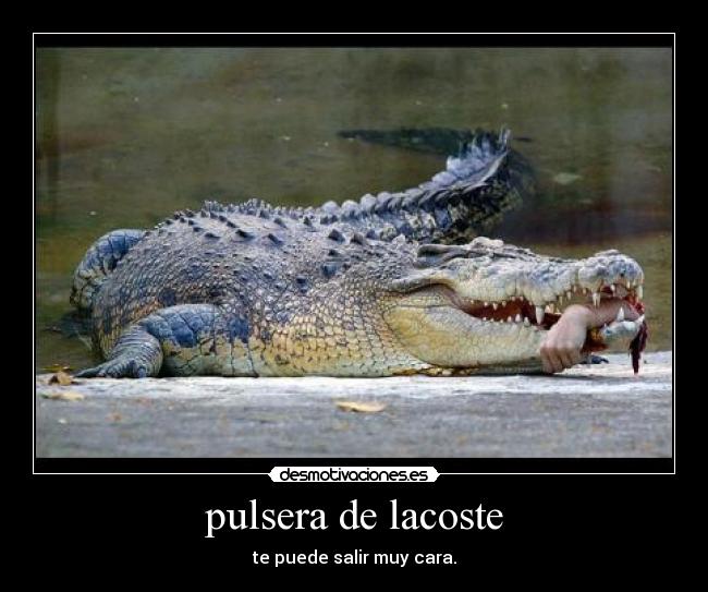 pulsera de lacoste - 