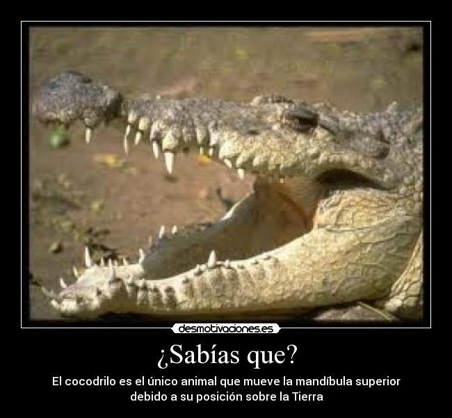 ¿Sabías que? - El cocodrilo es el único animal que mueve la mandíbula superior
debido a su posición sobre la Tierra