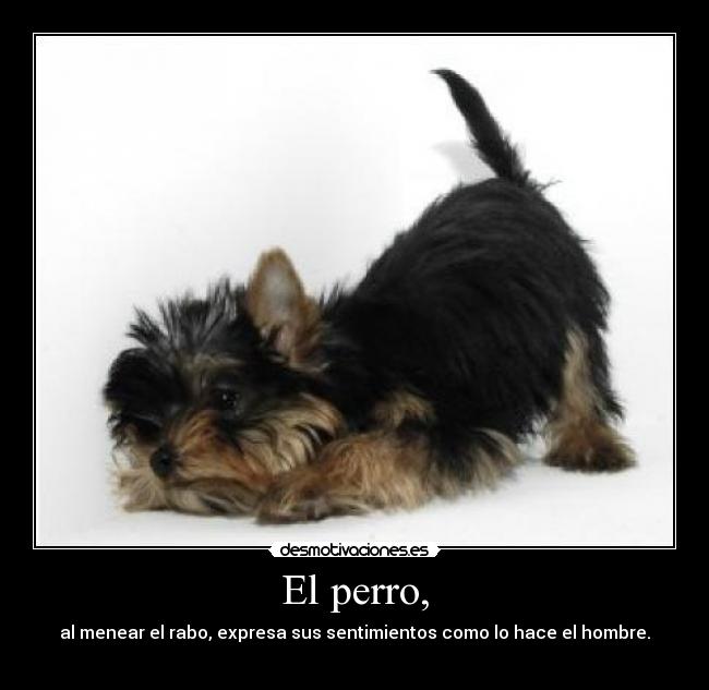 El perro, - al menear el rabo, expresa sus sentimientos como lo hace el hombre.