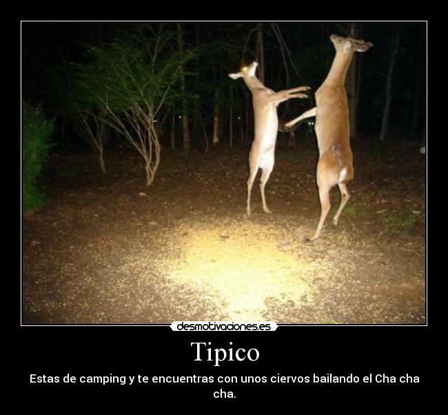 Tipico -