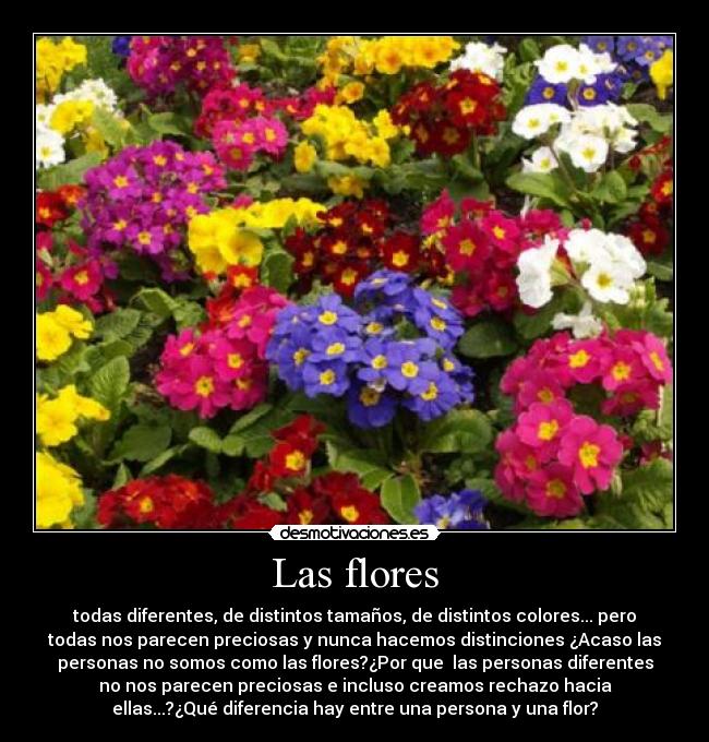 Las flores - todas diferentes, de distintos tamaños, de distintos colores... pero
todas nos parecen preciosas y nunca hacemos distinciones ¿Acaso las
personas no somos como las flores?¿Por que  las personas diferentes
no nos parecen preciosas e incluso creamos rechazo hacia
ellas...?¿Qué diferencia hay entre una persona y una flor?