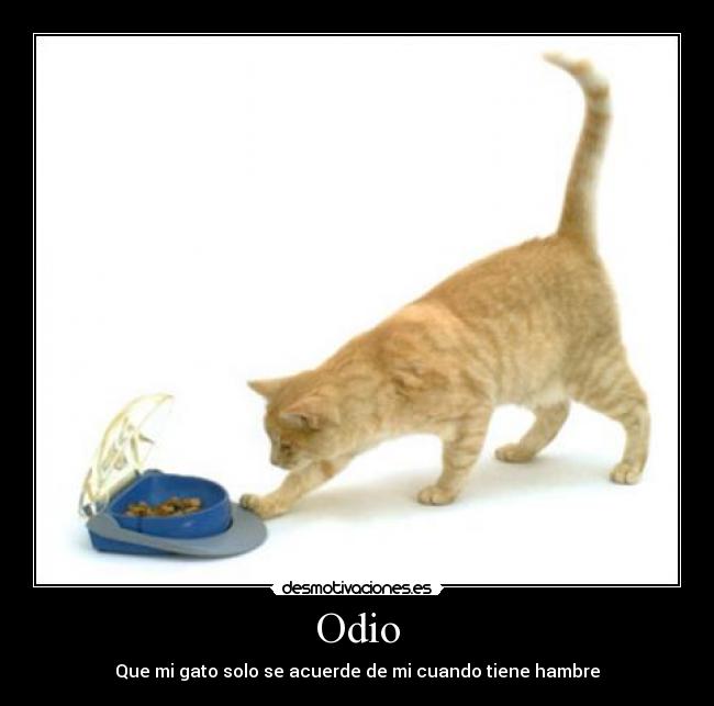 Odio - 