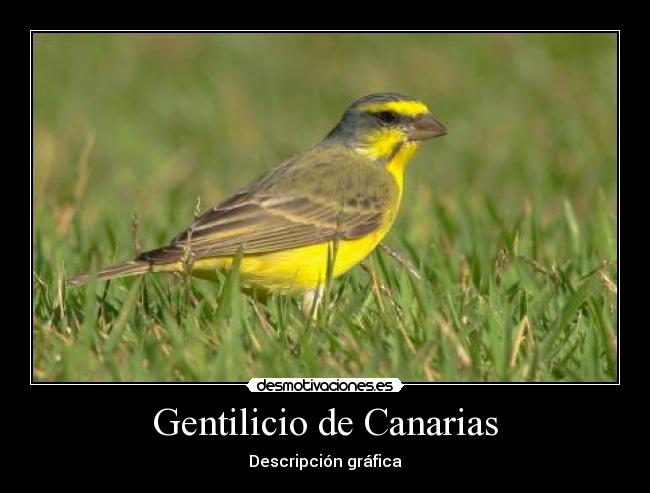 Gentilicio de Canarias -