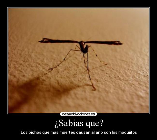 ¿Sabias que? - Los bichos que mas muertes causan al año son los moquiitos