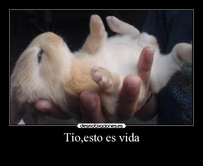 Tío,esto es vida -