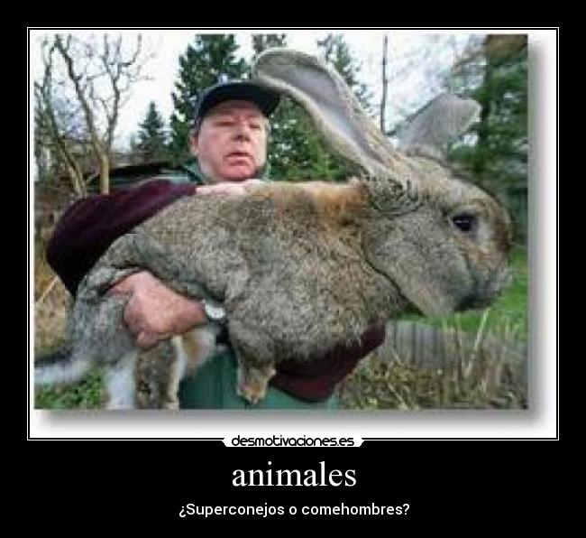 animales - ¿Superconejos o comehombres?