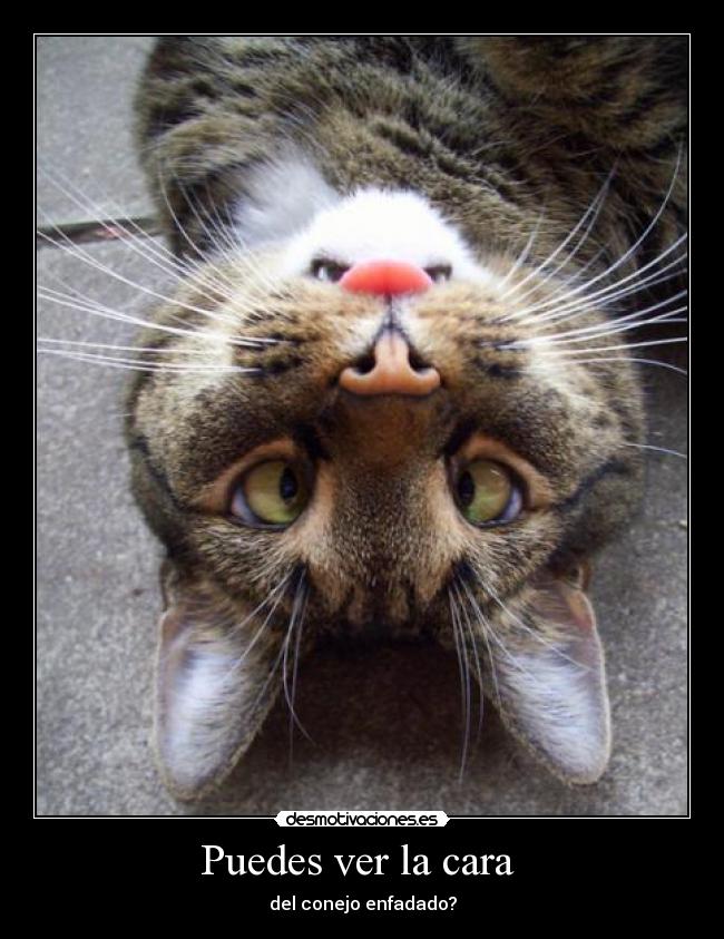 Puedes ver la cara - del conejo enfadado?