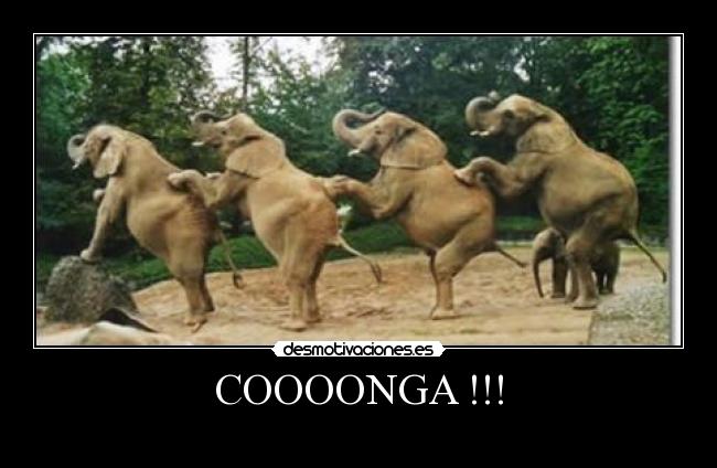 COOOONGA !!! - 