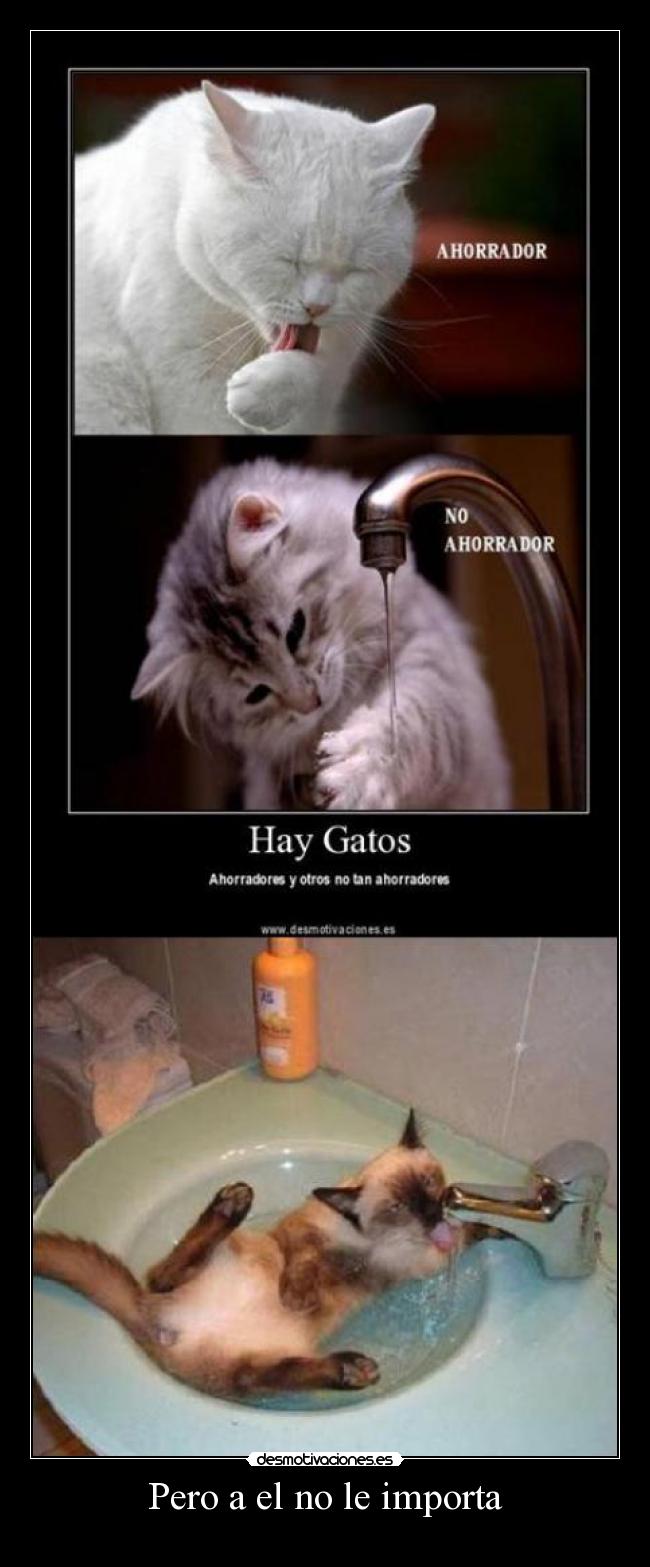 carteles gatos banandose copias graciosos jaja desmotivaciones