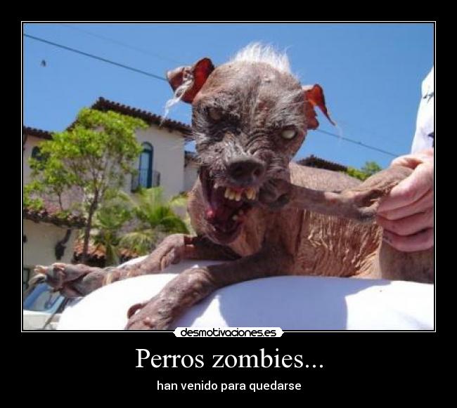 Perros zombies... - han venido para quedarse