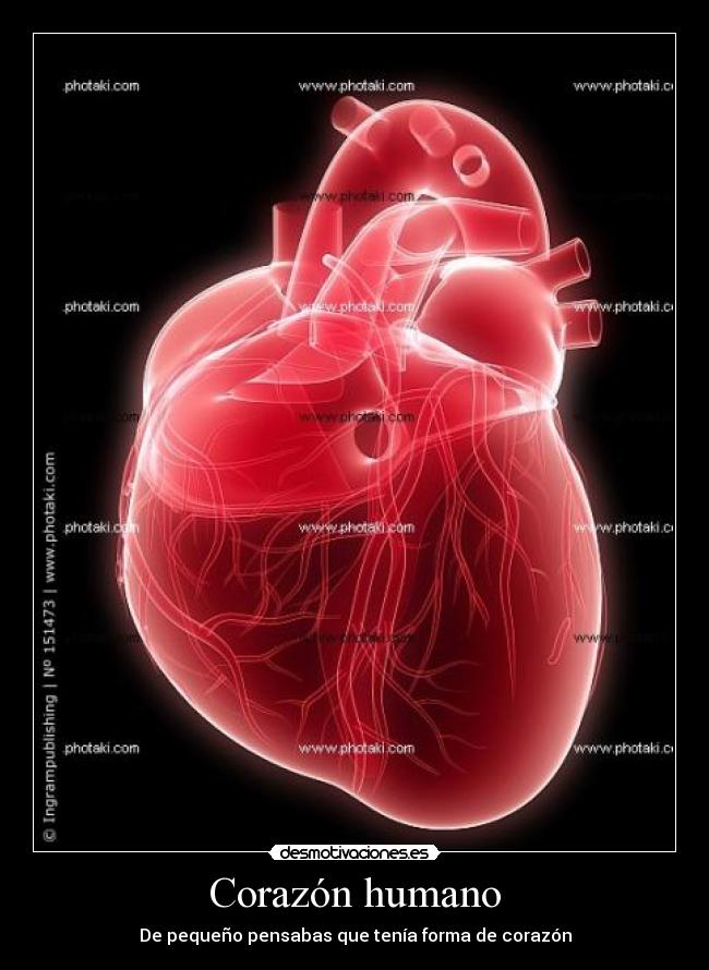 Corazón humano - De pequeño pensabas que tenía forma de corazón