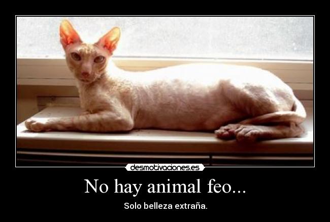 No hay animal feo... - 