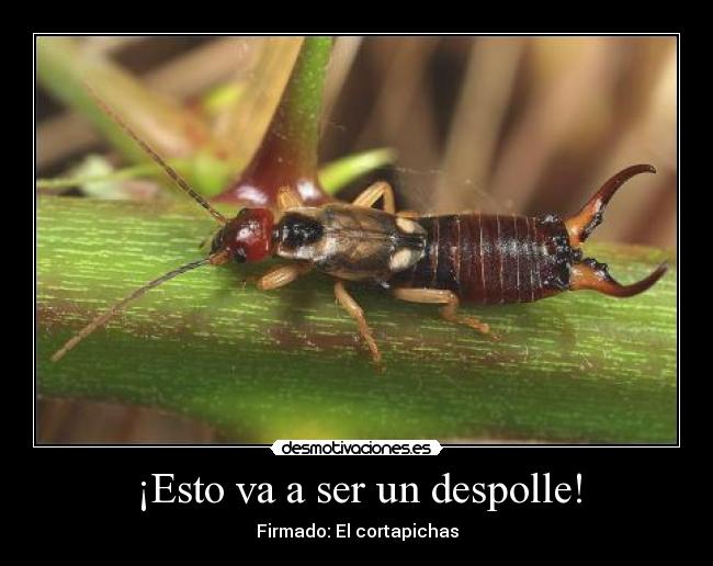 ¡Esto va a ser un despolle! - 