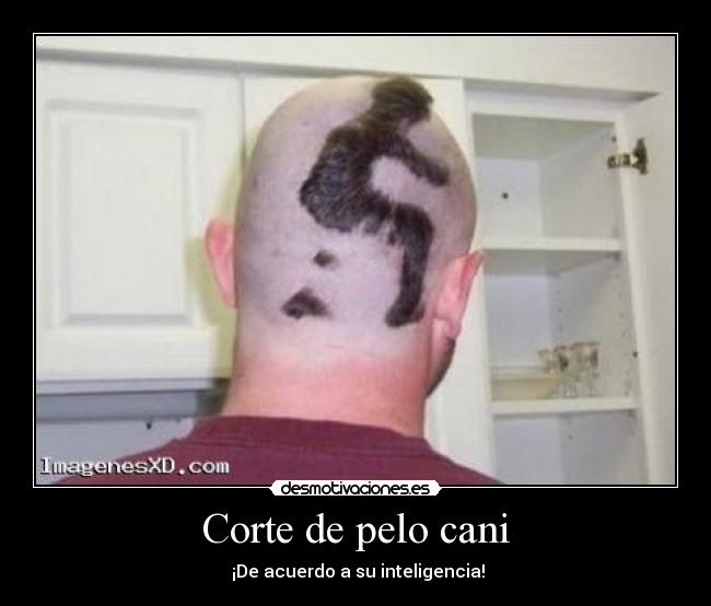 Corte de pelo cani - ¡De acuerdo a su inteligencia!