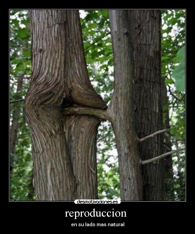 reproduccion -