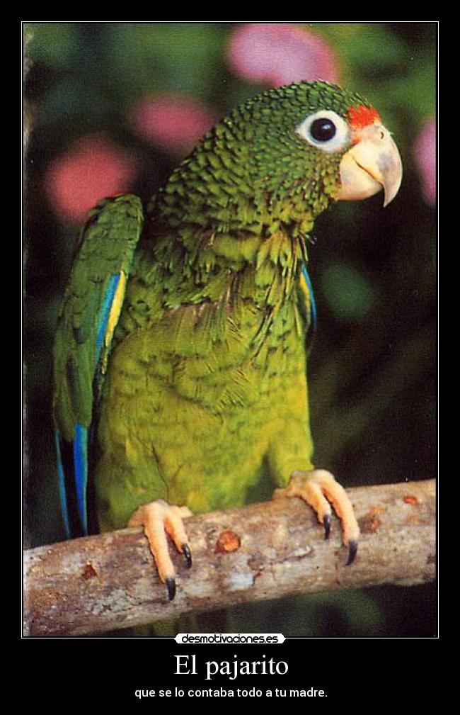 El pajarito - que se lo contaba todo a tu madre.