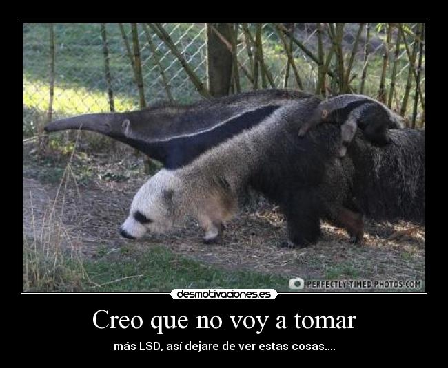 Creo que no voy a tomar - más LSD, así dejare de ver estas cosas....