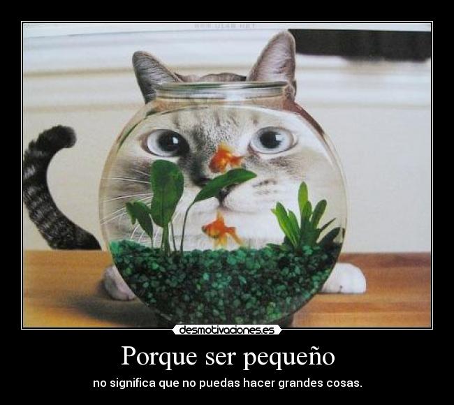 Porque ser pequeño - no significa que no puedas hacer grandes cosas.