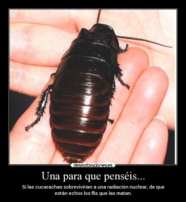 Una para que penséis... - Si las cucarachas sobrevivirían a una radiación nuclear, de que
están echos los flis que las matan.