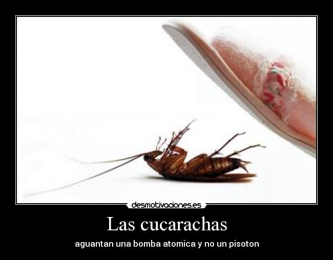 carteles cucarachas bomba pisoton desmotivaciones