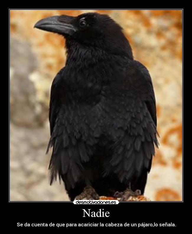 Nadie - Se da cuenta de que para acariciar la cabeza de un pájaro,lo señala.