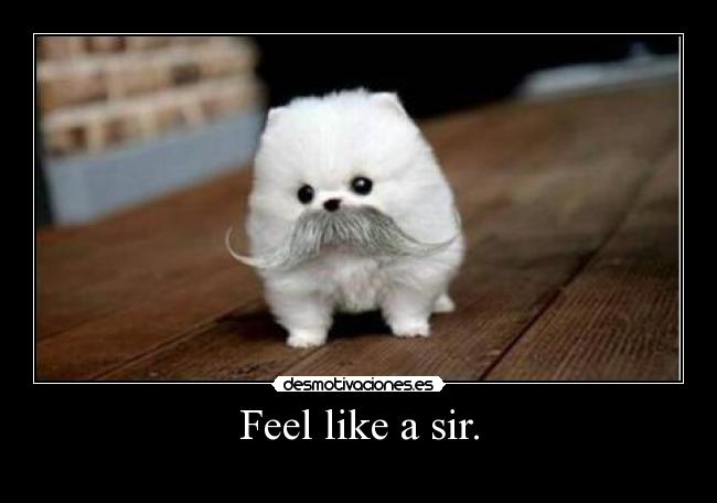 Feel like a sir. - 