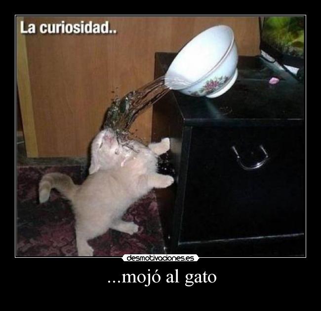 ...mojó al gato -