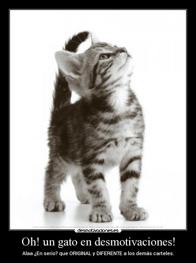 Oh! un gato en desmotivaciones! - 