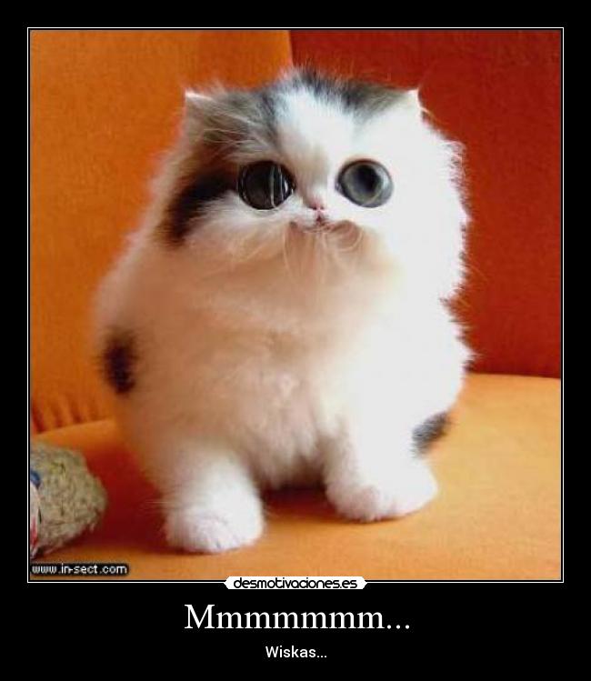 carteles mmmmmmm wiskas gatosmono guapo waltk desmotivaciones