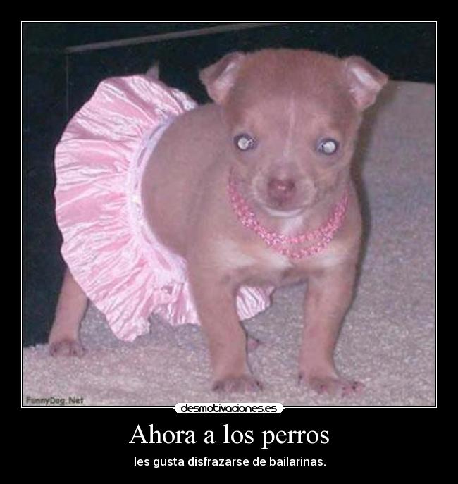 Ahora a los perros - 