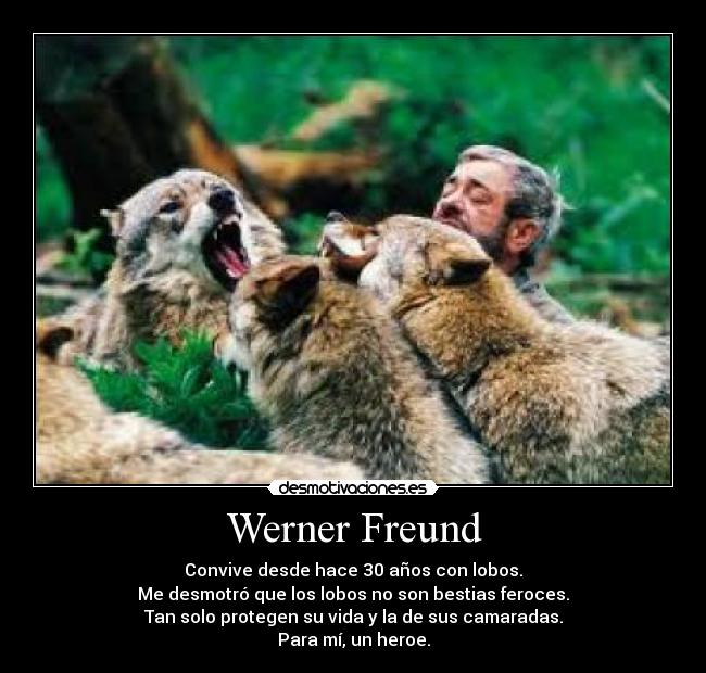 carteles lobos desmotrar bestia desmotivaciones