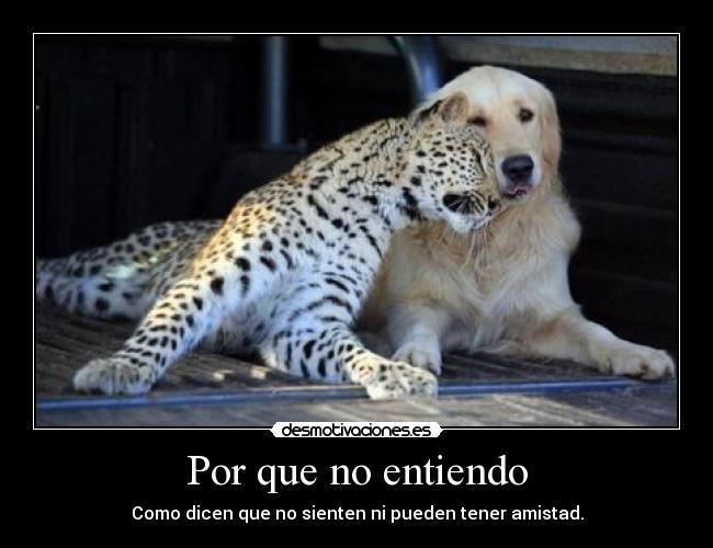 Por que no entiendo - Como dicen que no sienten ni pueden tener amistad.