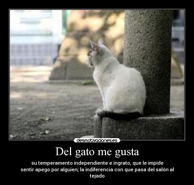 Del gato me gusta -
