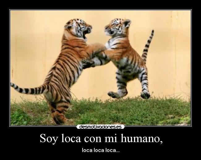 Soy loca con mi humano, - loca loca loca...