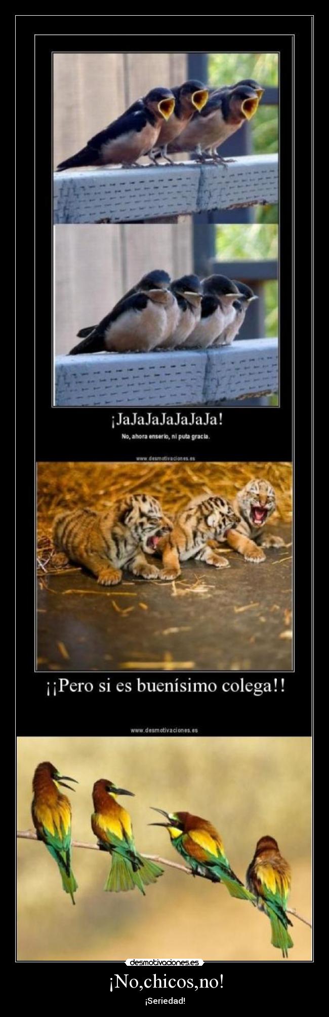 carteles rabo nabo picha polla tranca pija verga chorra cola porra pito mango minga pilila cipote carajo desmotivaciones