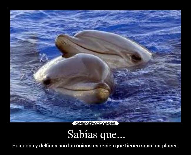 Sabías que... - Humanos y delfines son las únicas especies que tienen sexo por placer.