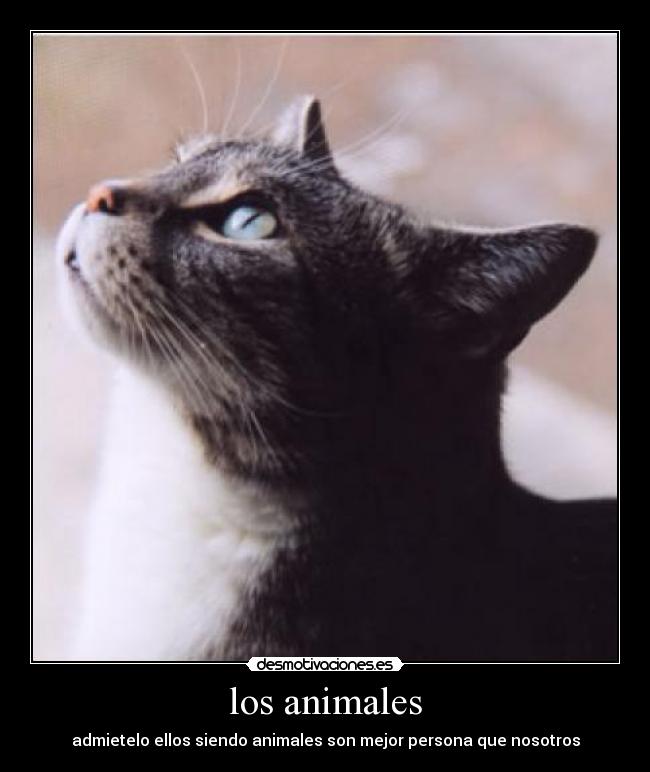 los animales - admietelo ellos siendo animales son mejor persona que nosotros