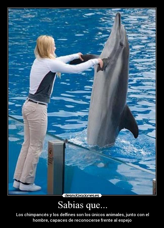 Sabias que... - Los chimpancés y los delfines son los únicos animales, junto con el
hombre, capaces de reconocerse frente al espejo