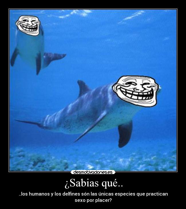 ¿Sabias qué.. - ..los humanos y los delfines són las únicas especies que practican sexo por placer?