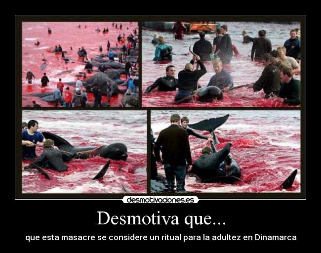 Desmotiva que... - que esta masacre se considere un ritual para la adultez en Dinamarca