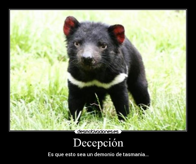 Decepción - Es que esto sea un demonio de tasmania...